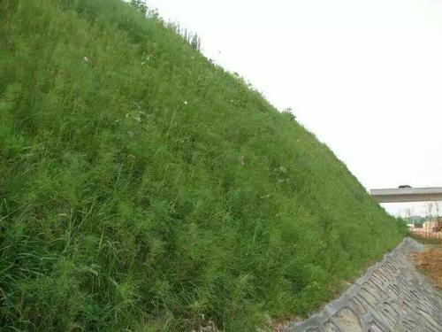 礦山復綠用的草種去哪里買？