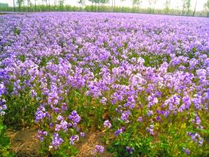 沙打旺種子去哪買