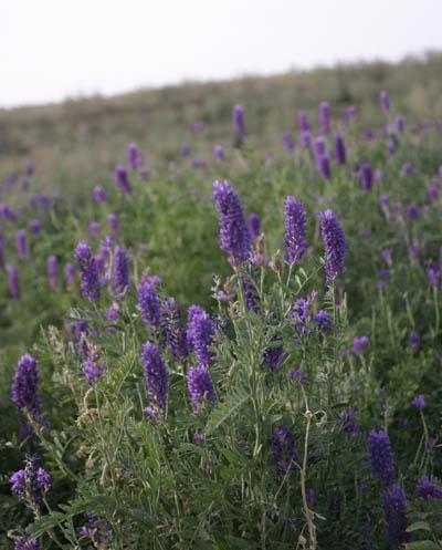 沙打旺種子去哪買