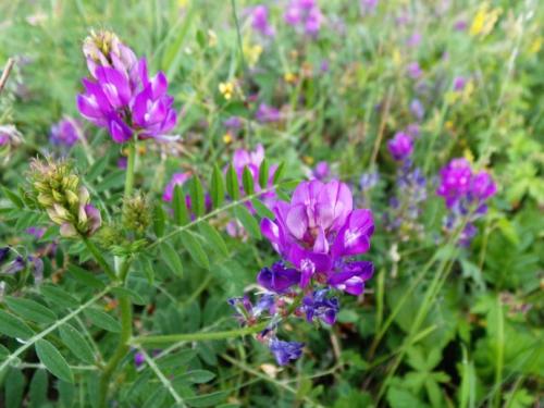 沙打旺種子去哪買