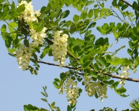 刺槐種子怎么種植