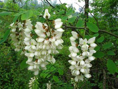 刺槐種子哪里有及種植技術