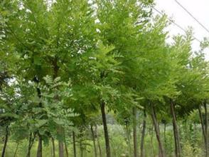 刺槐種子幾月份種植比較好