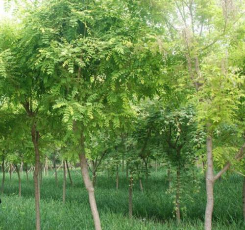 刺槐種子幾月份種植比較好