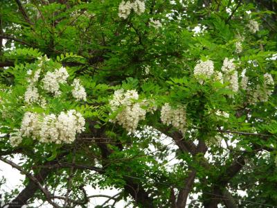 刺槐種子好種嗎價格多少錢