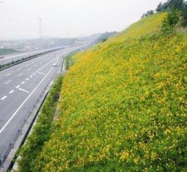 混播草籽怎么播