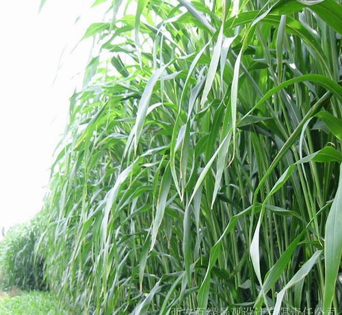 栽培技術　　 　　甜高粱播種前，先用農家肥和氮磷鉀化肥為底肥，把土地耕作平整，然后，采取點播的方法播種。具體要求是：行距50厘米，株距25厘米~30厘米。坑的深度與種普通高粱的深度相同。每個坑里放 5粒～6粒種子。然后用土把坑埋平。等苗長到30厘米時，定苗一株，拔去多余的苗。苗長到中期時，再施一次肥，不施或少施氮肥，以免影響莖稈的含糖量，以施磷肥和鉀肥為主(多施鉀肥)。要保持土壤的養分和濕度，適時鋤草。收獲的方法是：先把葉子劈掉，再用鐮刀在距地面30厘米處把莖稈砍斷、放倒，把高粱穗砍下來就可以了。甘蔗在涼處存放3天～5天，莖稈的含糖量達到最高。 　　甜高粱生長在干旱地區，具有抗旱、耐澇、耐鹽堿等特性，在全球大多數貧民居住的半干旱地區都可以生長。  