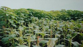養兔子種植什么牧草好