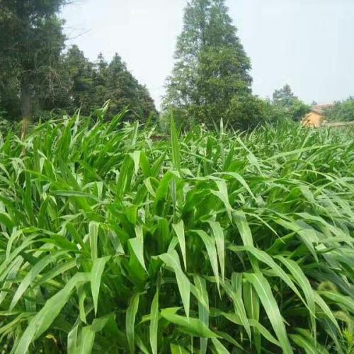 菊苣牧草種子墨西哥玉米草種去哪里買