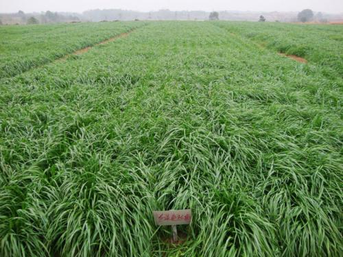菊苣牧草種子墨西哥玉米草種去哪里買