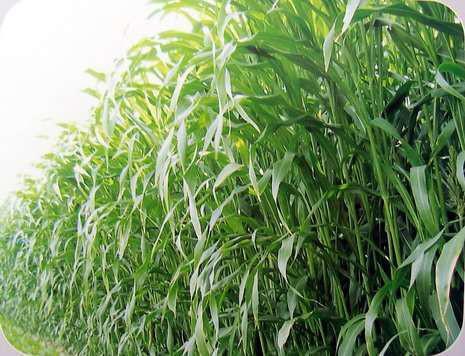 菊苣牧草種子墨西哥玉米草種去哪里買