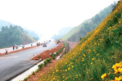 高速公路護坡草種供應廠家