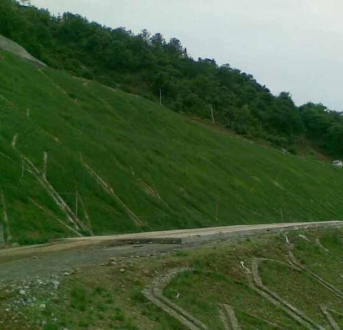 護坡草種哪里的好價格怎么樣