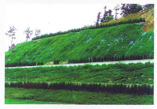 護坡草種找哪家