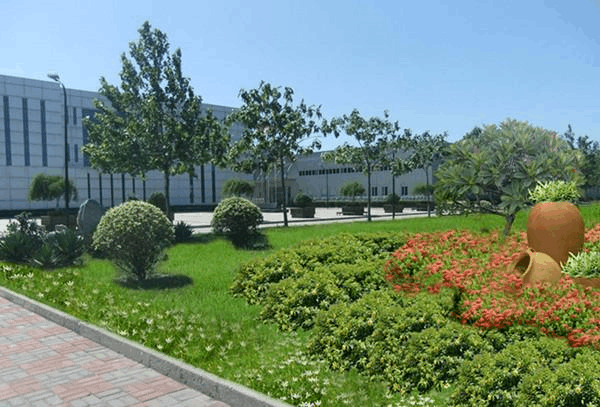 工廠廠區種植什么植物好