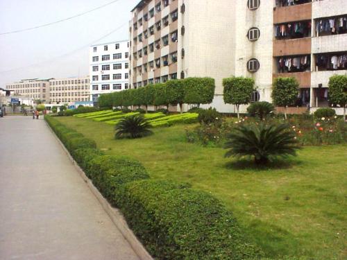 工廠廠區種植什么植物好