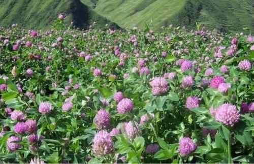 哪些植物固氮效果比較好
