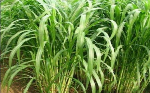 墨西哥玉米種植技術墨西哥玉米一畝地種幾斤