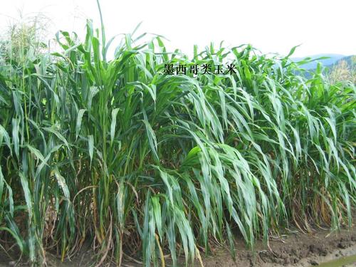 墨西哥玉米種植技術墨西哥玉米一畝地種幾斤