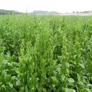 牧草種子有什么品種養鵝種什么牧草好