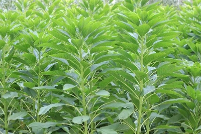 牧草種子供應商
