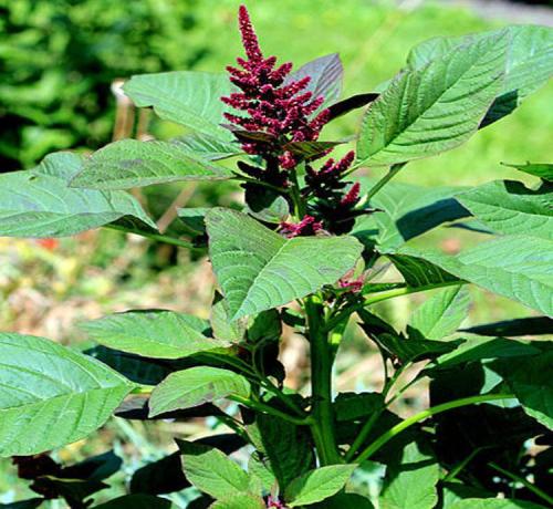 牧草籽粒莧種子幾月份種植比較好