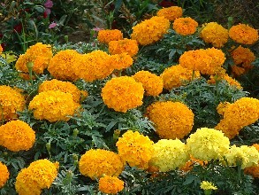 常州混播草坪種子批發價