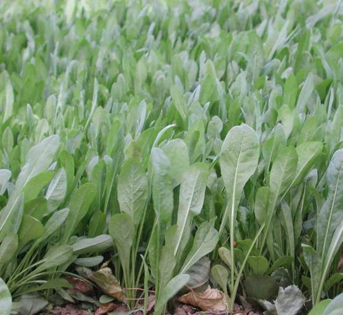 菊苣牧草可以在四川種植嗎