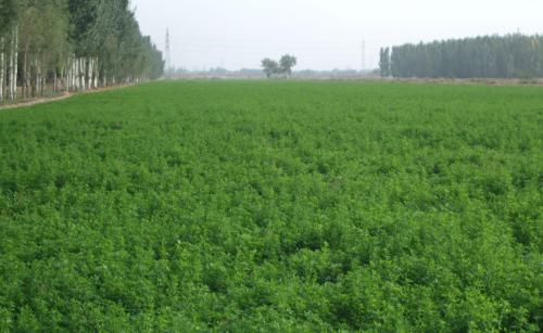 牧草種子批發價多少錢一斤