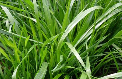 一年生黑麥草的種植技術要點