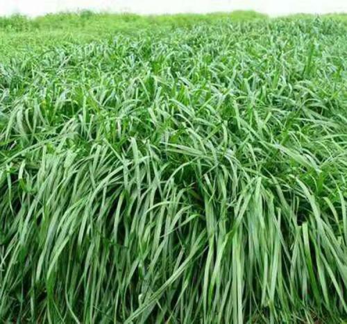 一年生黑麥草的種植技術要點
