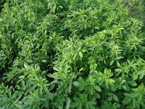 紫花苜蓿在廣州可以種植嗎