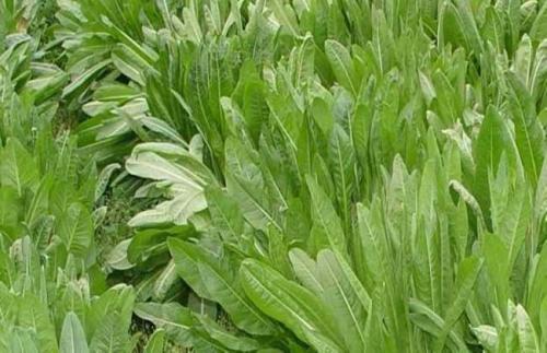 牧草種植