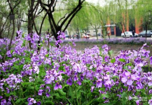 護坡種什么花