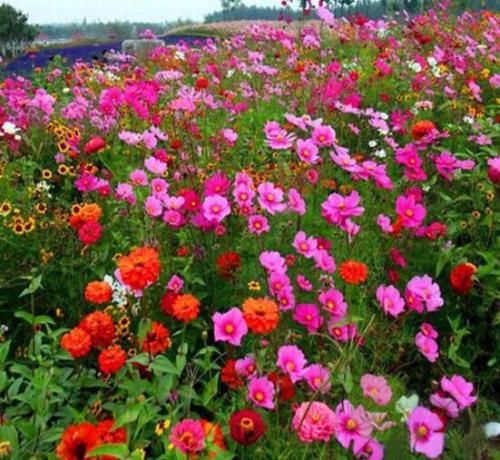 生態護坡花卉