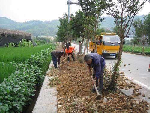 濟寧道路兩旁種植什么植物好