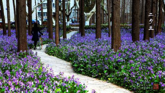 濟寧道路兩旁種植什么植物好