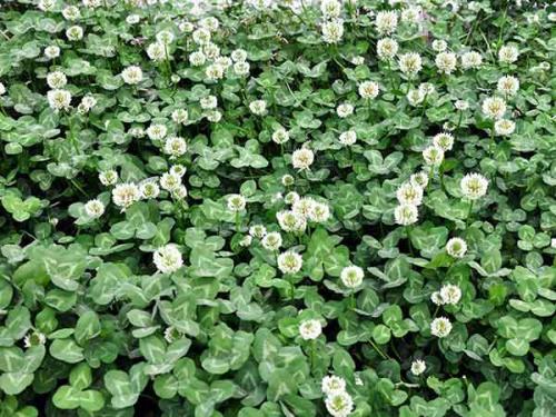 護坡多年生花種