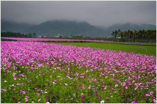 護坡上種什么花好
