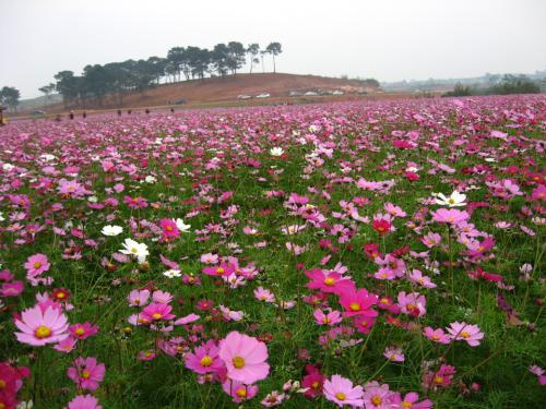 河道護坡花卉