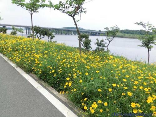 邊坡綠化種子多少錢一平方