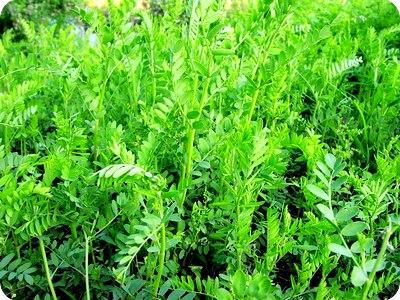 哪有牧草種子賣