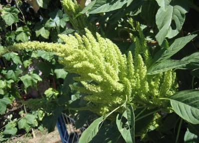 四季養鵝牧草種子