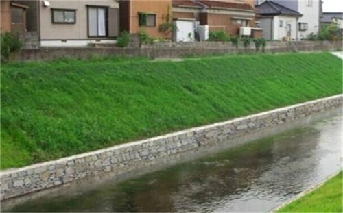 浙江水庫堤壩護坡草種
