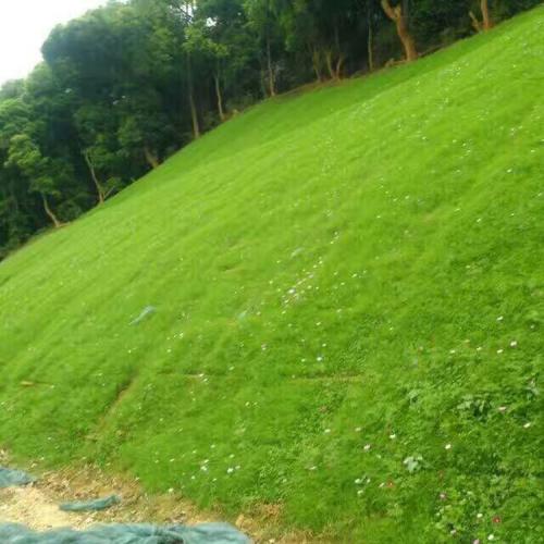 四川公路綠化護坡草籽