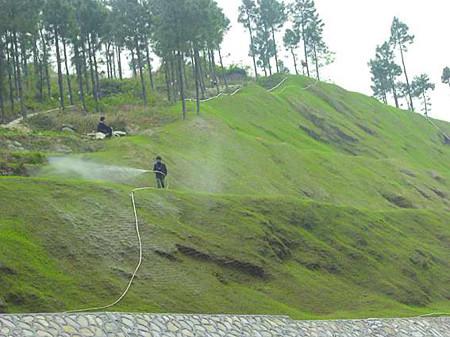 菏澤道路護坡草種子