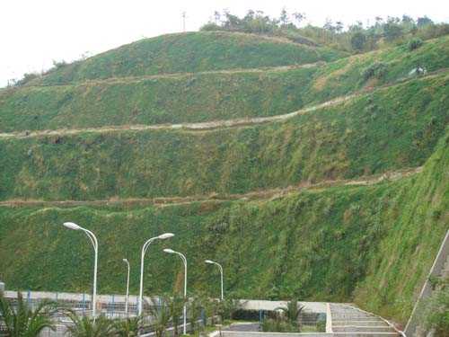 護坡公路草種子