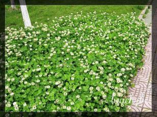 白三葉種子