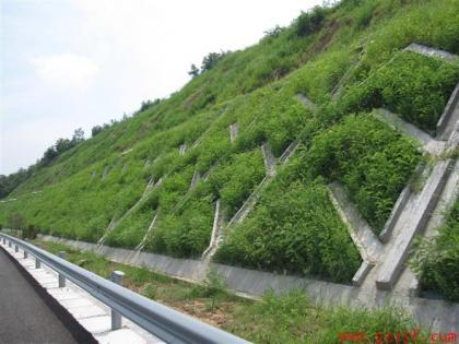 四川邊坡綠化草種
