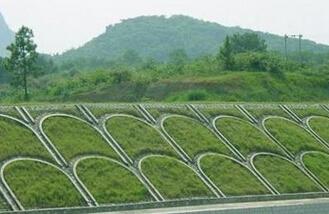 邊坡綠化草種子多少錢一斤
